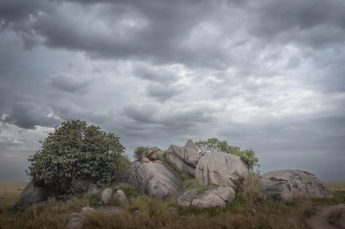 A lion sits on a rock kopje in Tanzania's Serengeti National Park, while stormy clouds build in the background sky