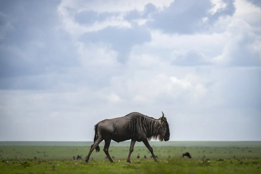 A wildebeest walks in the foreground on a wide plain of lush green short grass.  In the background the Great Migration stretches out across the plains during the rainy season in Tanzania's Serengeti National Park