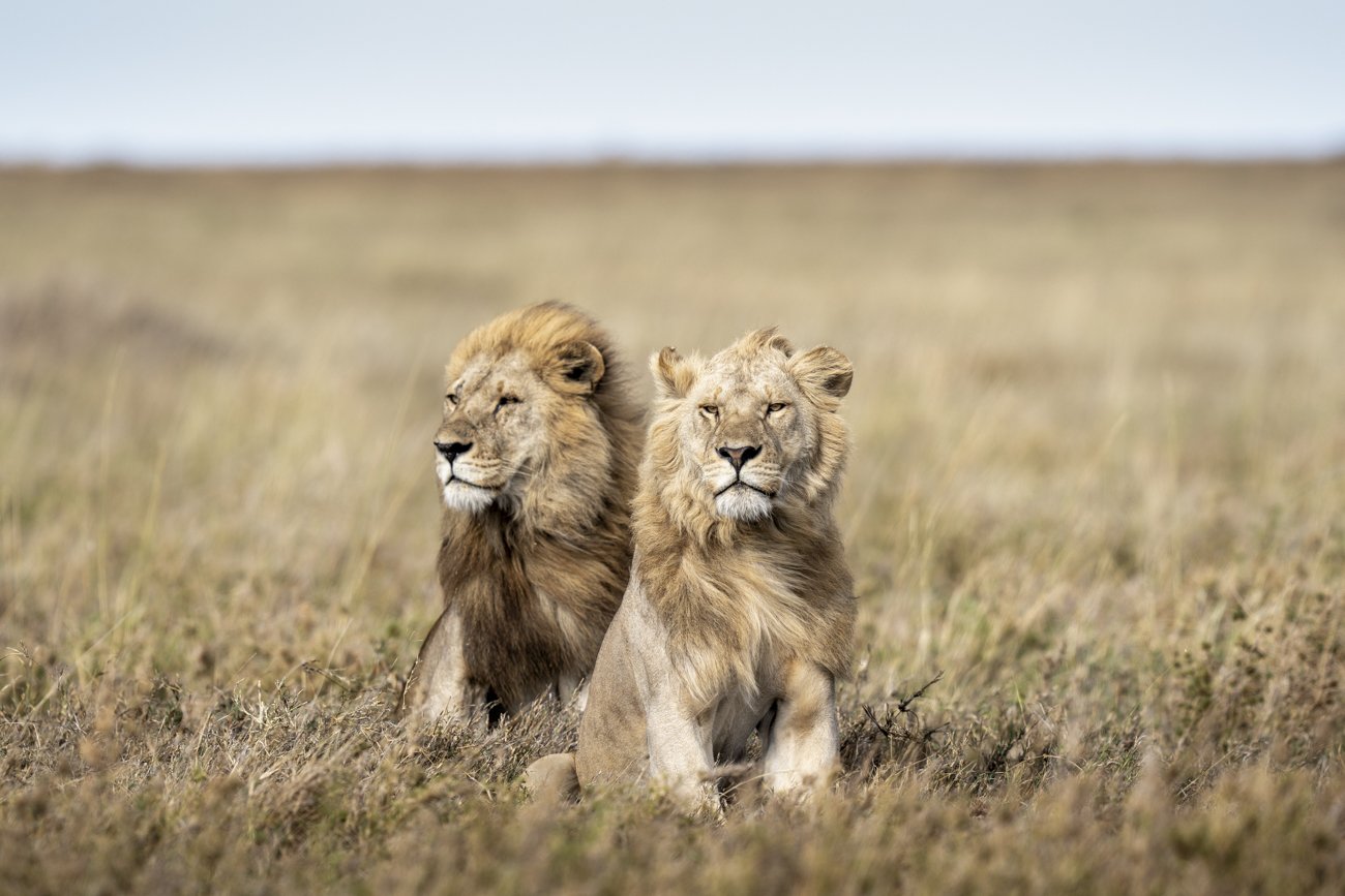 two male lions stand in savanna grass looking across the plains