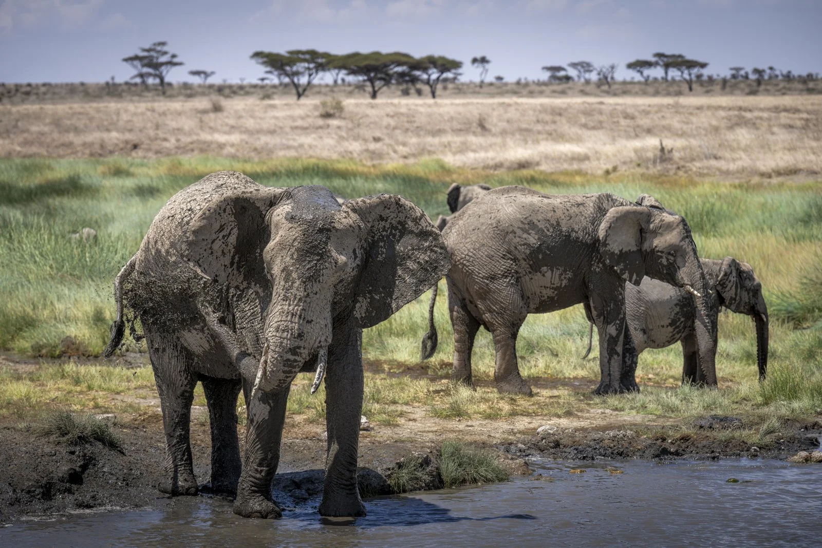 A group of elephants, covered in mud, gather around a water hole as the largest elephant sprays itself with mud