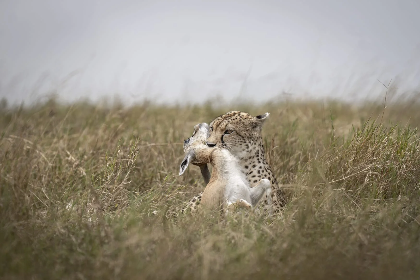A cheetah holds a young Thompson's gazelle following a successful hunt in Tanzania's Serengeti National Park