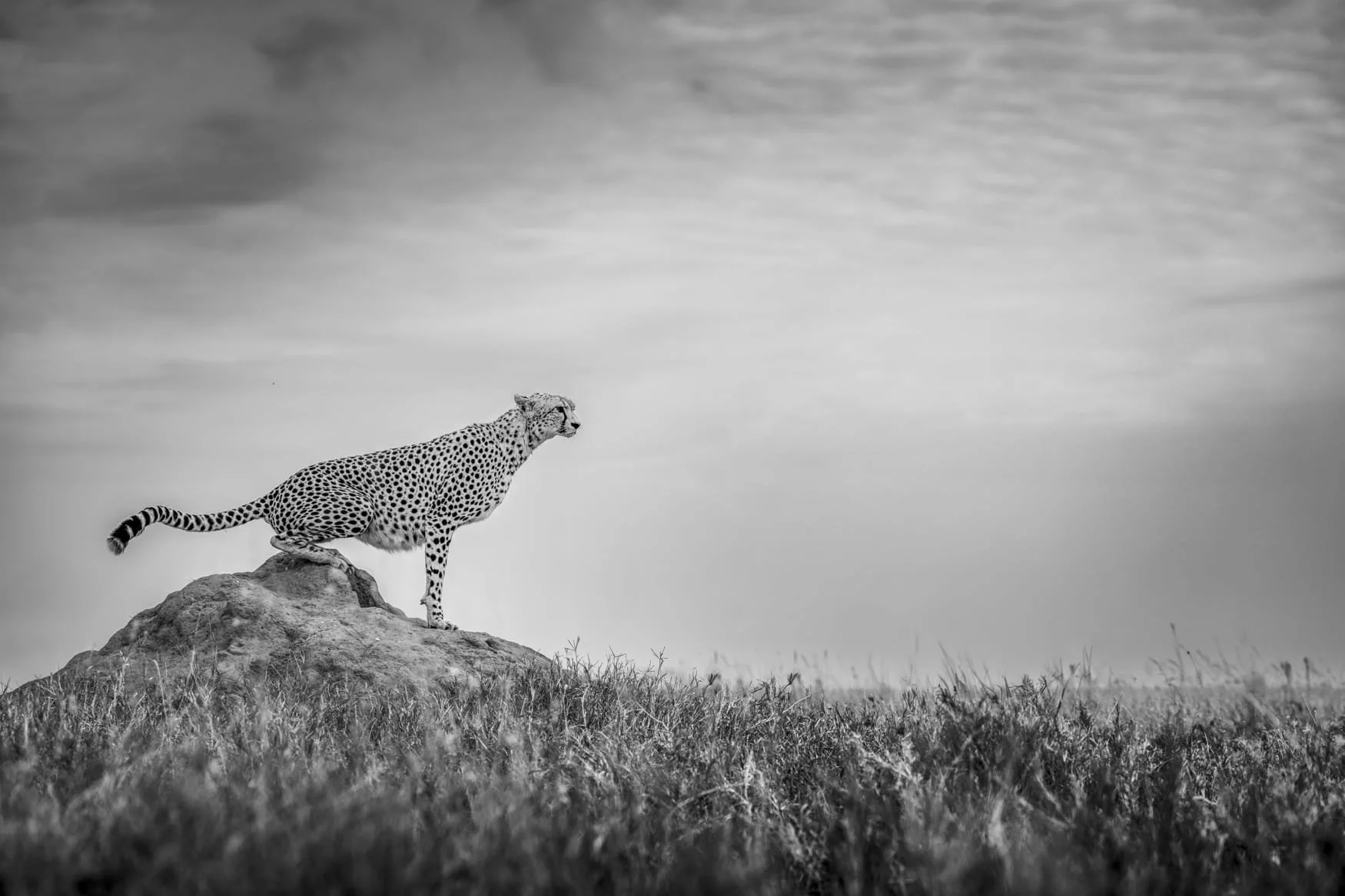 A cheetah sits attentively on a termite round and prepares to hunt