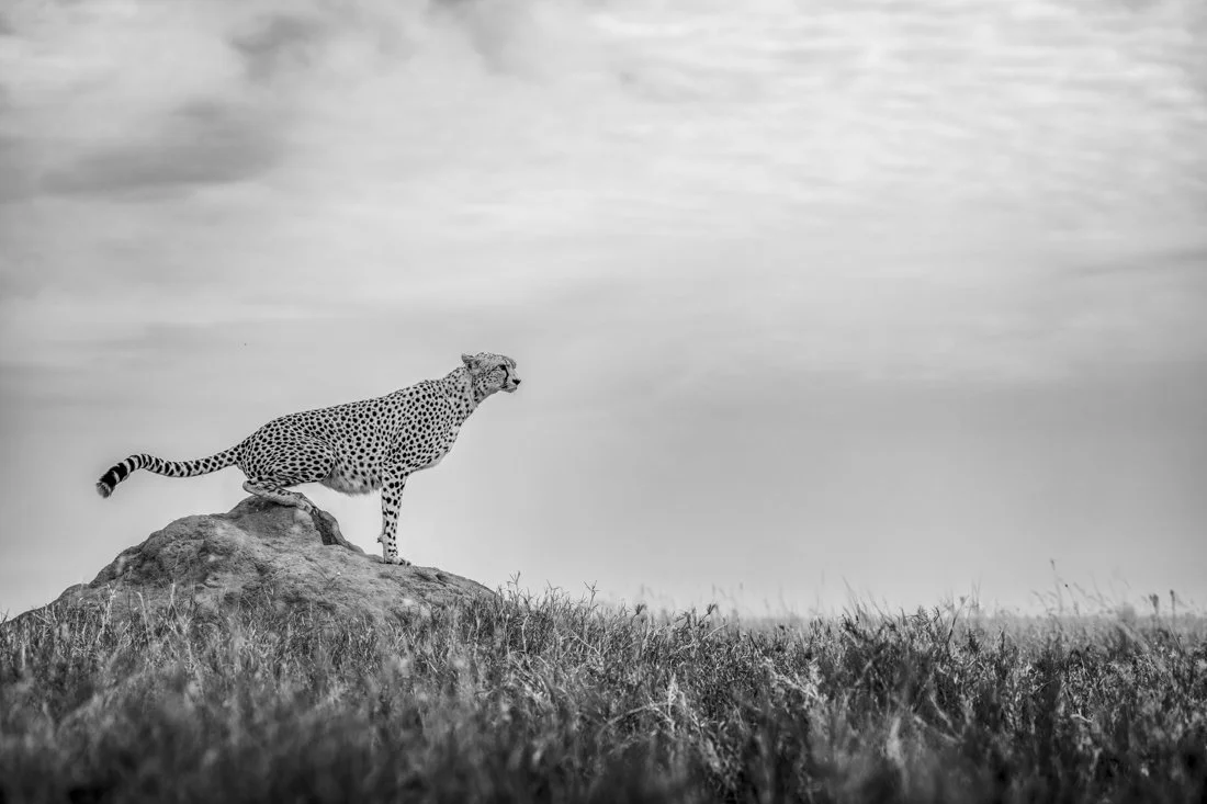 A profile picture of a cheetah half-sitting on a termite mound as it prepares to run across the short-grassed plains of Tanzania's Serengeti National Park