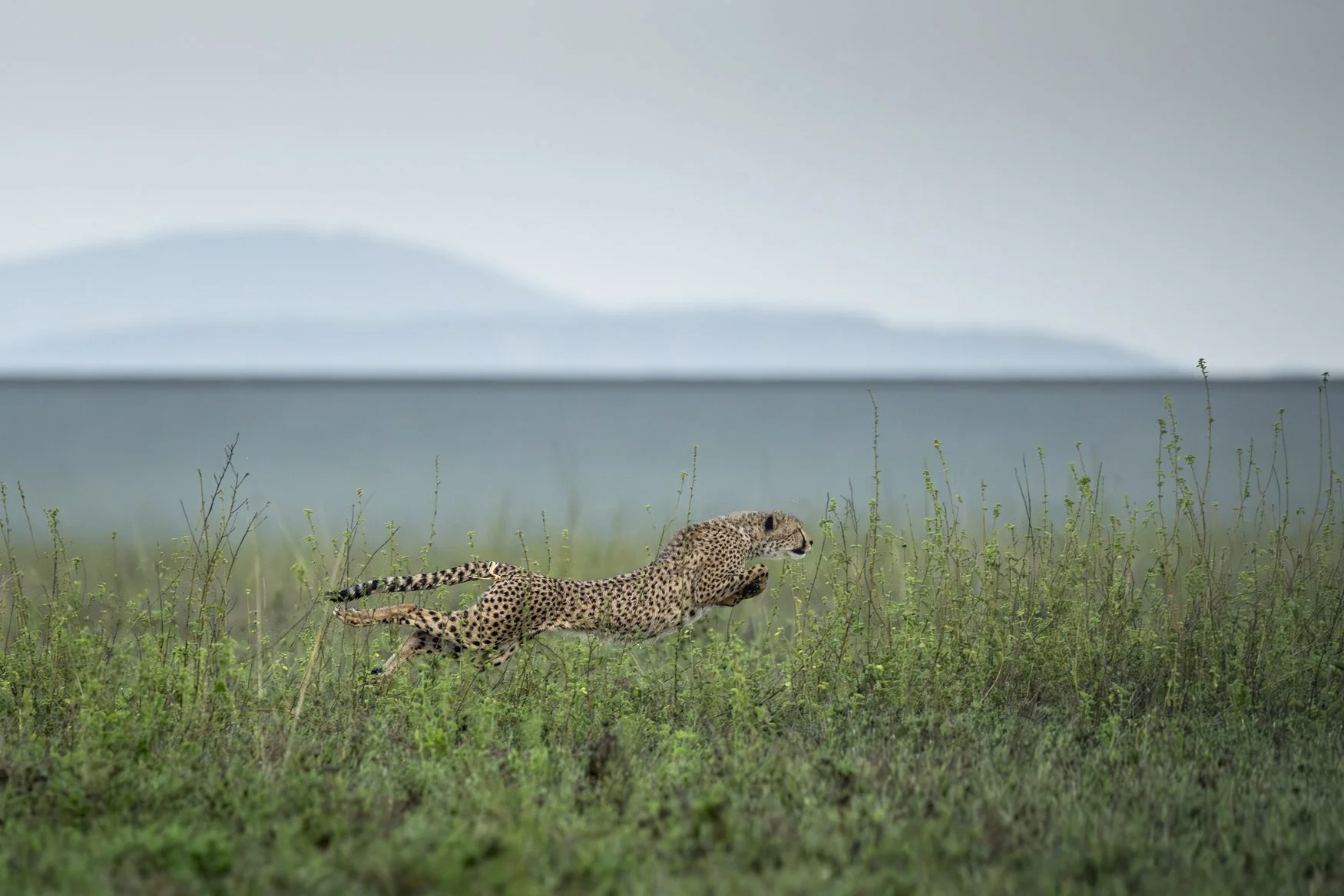 A cheetah sprints after prey at high speed during the green season in Tanzania's Serengeti National Park