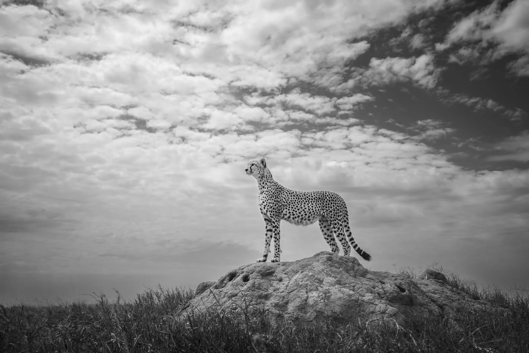 A cheetah stands tall on a termite mound in the Serengeti