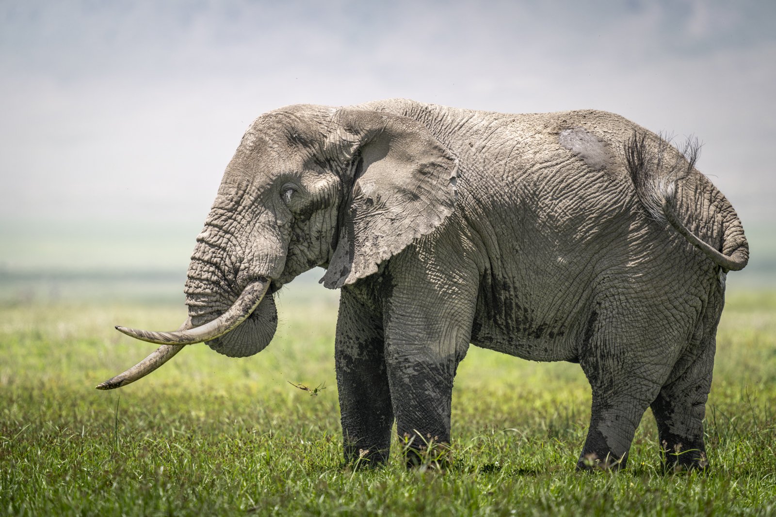 A bull elephant feeds in a marsh in Tanzania's Ngorongoro Crater