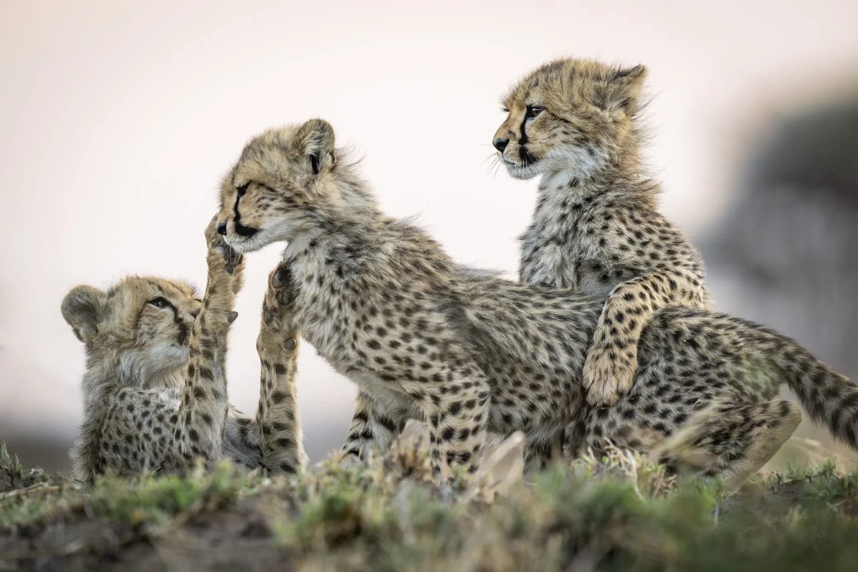 Three cheetah cubs play and roughhouse in Tanzania's Serengeti National Park