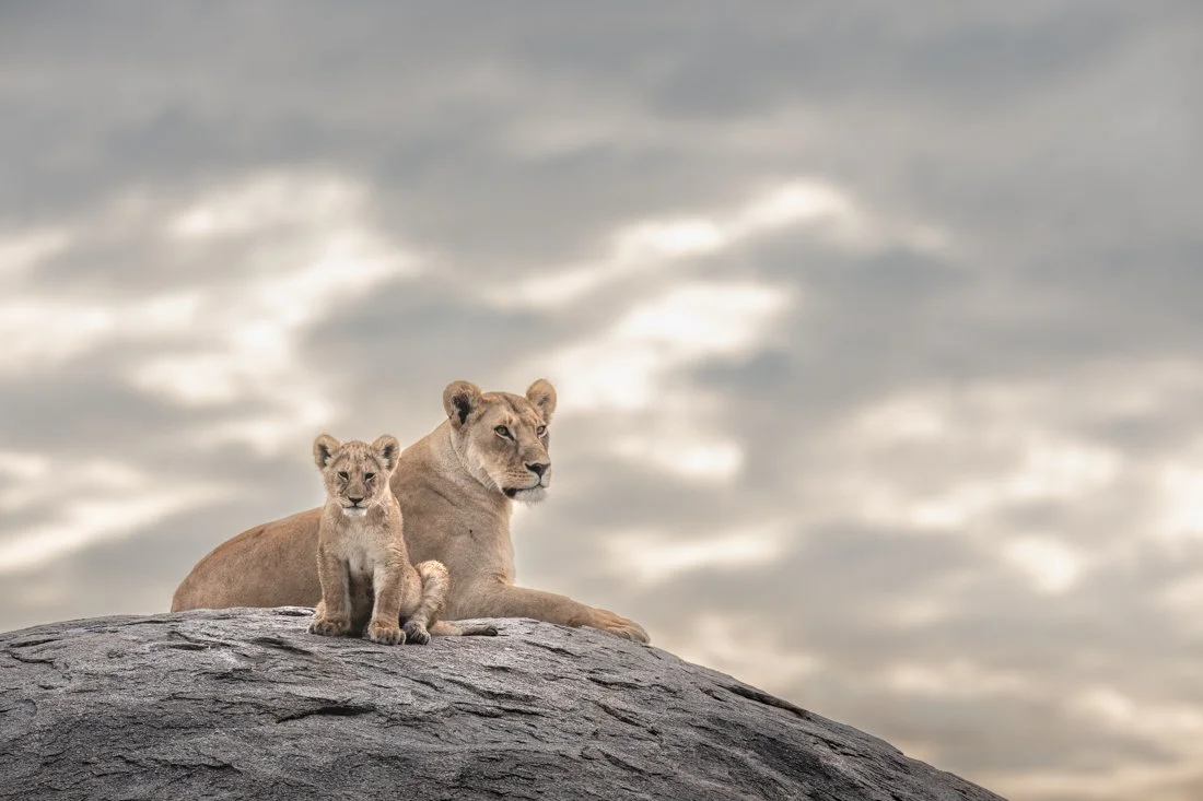 A lioness and her cub sit on top of a rock kopje in Tanzania's Serengeti National Park.  Behind them is the soft, clouded glow of the morning sky.