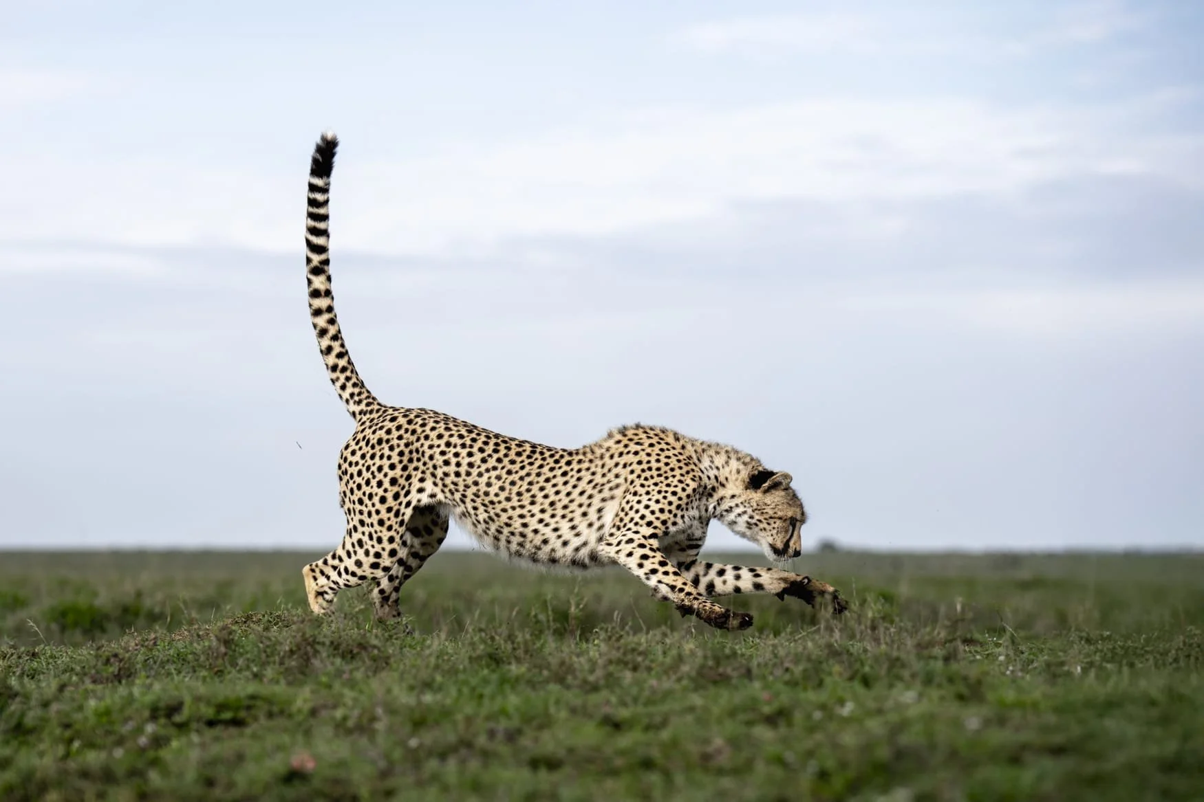 A cheetah pounces on unseen prey in the Serengeti