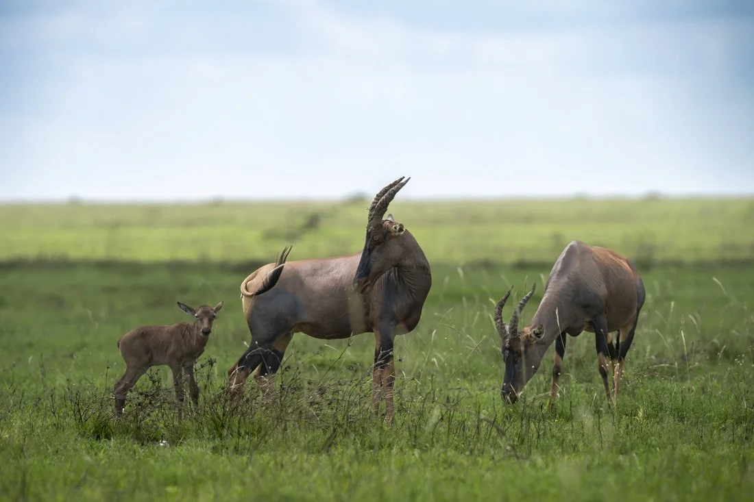 A family of topi look at a newborn calf, recently born on the green, grassy plains during the rainy season of Tanzania's Serengeti National Park.