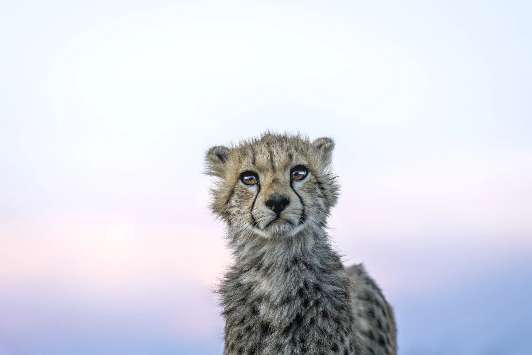A close-in portrait of a baby cheetah staring at the camera just after sunset in the Serengeti