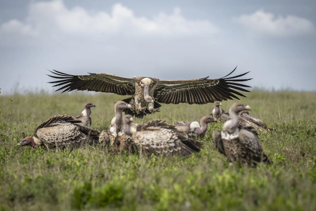 A vulture prepares to land as it approaches a group of vultures that are gathered around a recent kill in Tanzania's Serengeti National Park