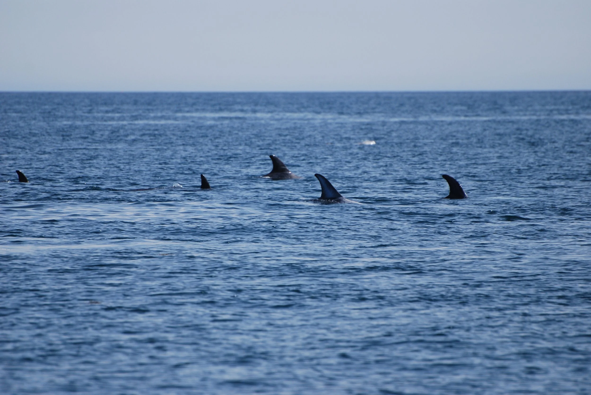 Tracking the giants of the ocean: Lady Anne Wildlife Cruises joins Whale track