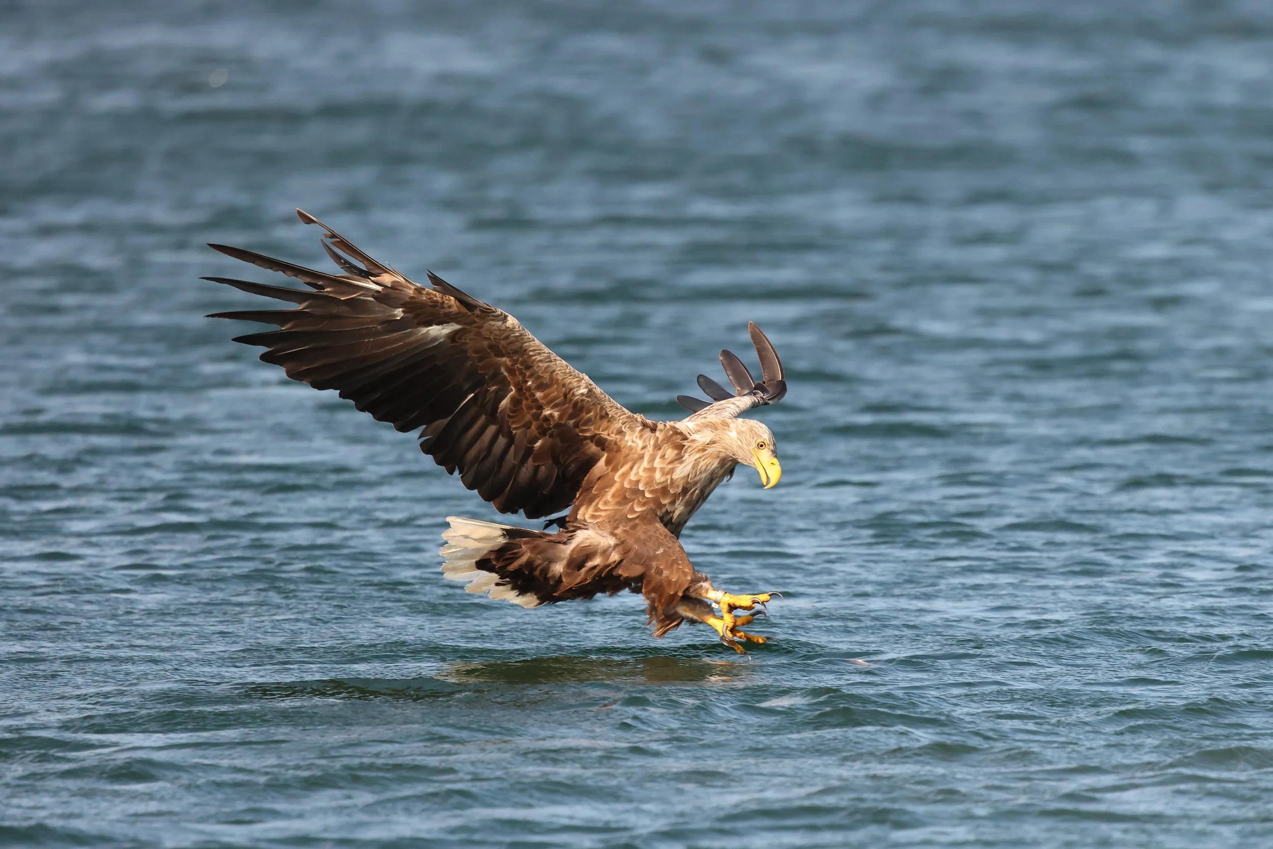 Wildlife Wave: Spring and summer On Ronay Island