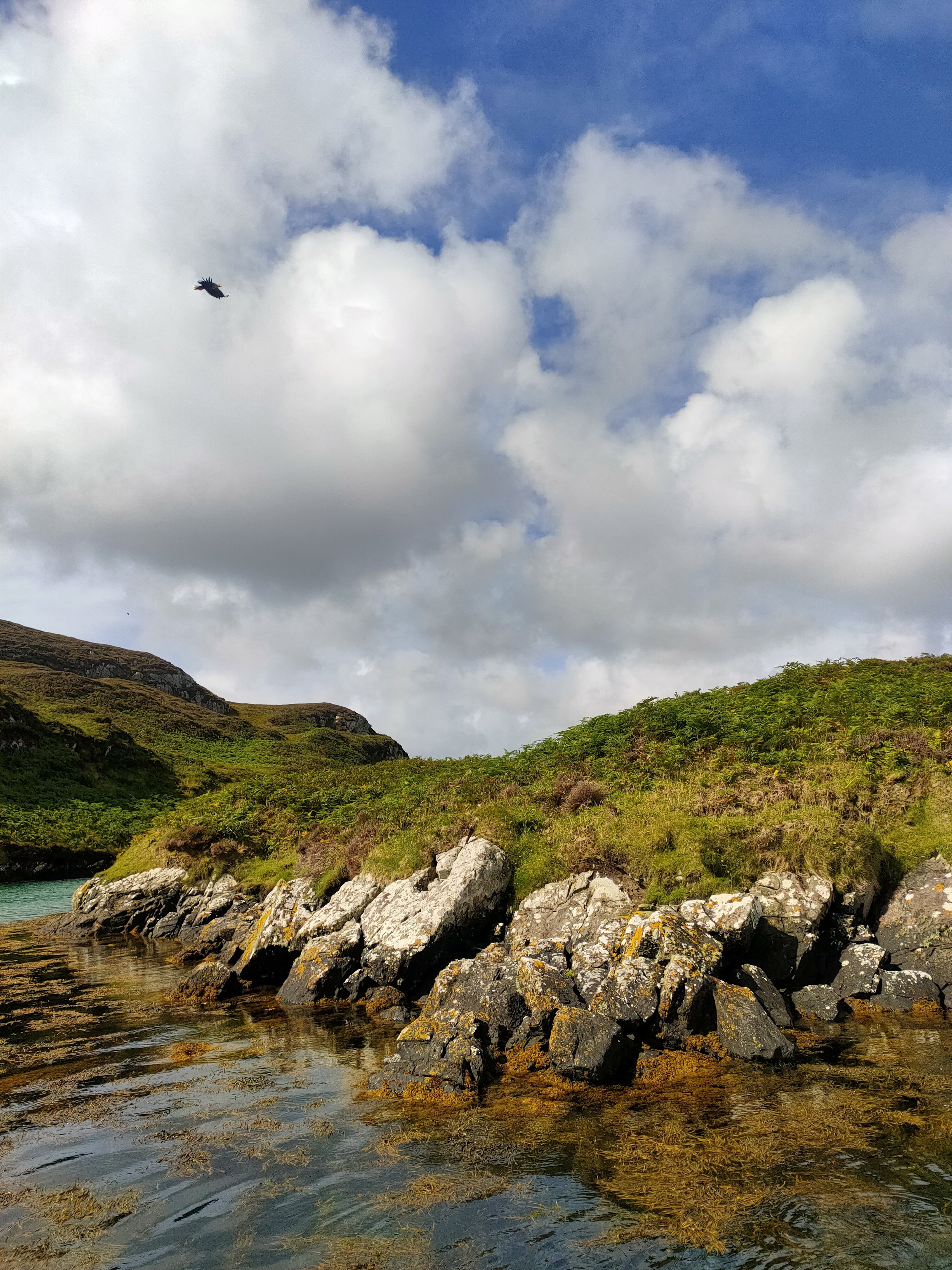 Rocky shoreline with green vegetation, calm water with seaweed, cloudy blue sky, and a bird flying overhead.