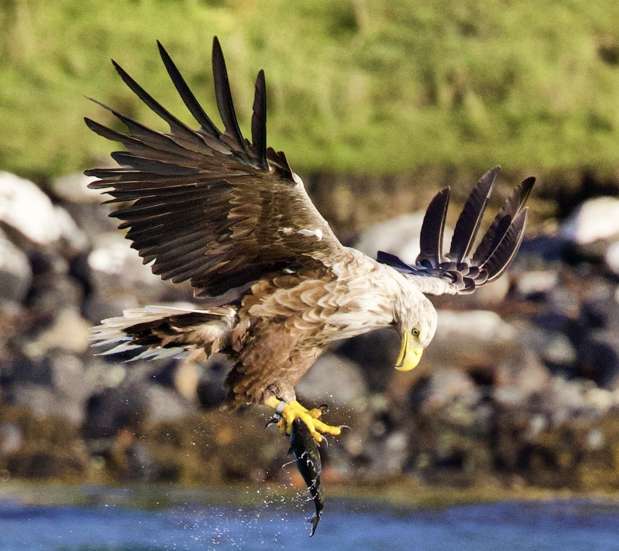 Eagle catching a fish from water with wings spread wide.