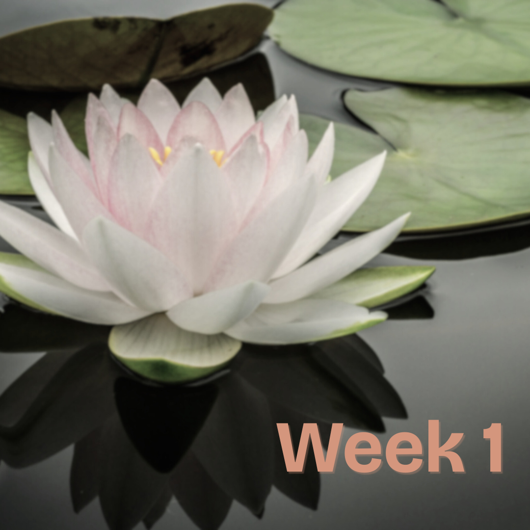 Week 1 (1).png