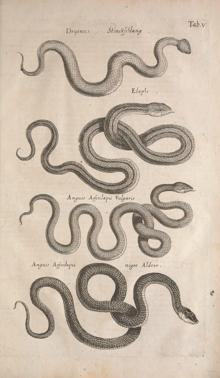 Illustration ancienne de plusieurs serpents avec leurs noms scientifiques en Latin, comprenant Dryinus, Stinchflang, Elaps, Anguis Aesculapii Vulgaris, et niger Aldrov.