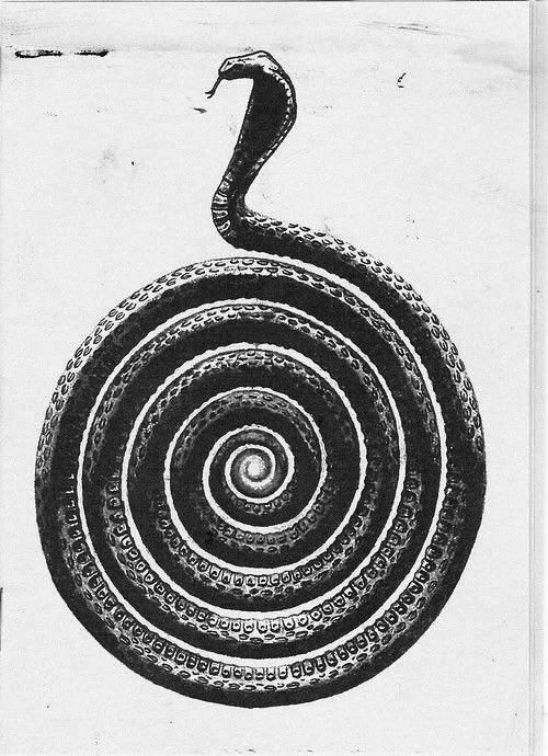 Image d'une illustration d'un serpent formant un symbole en spirale avec sa tête en haut.