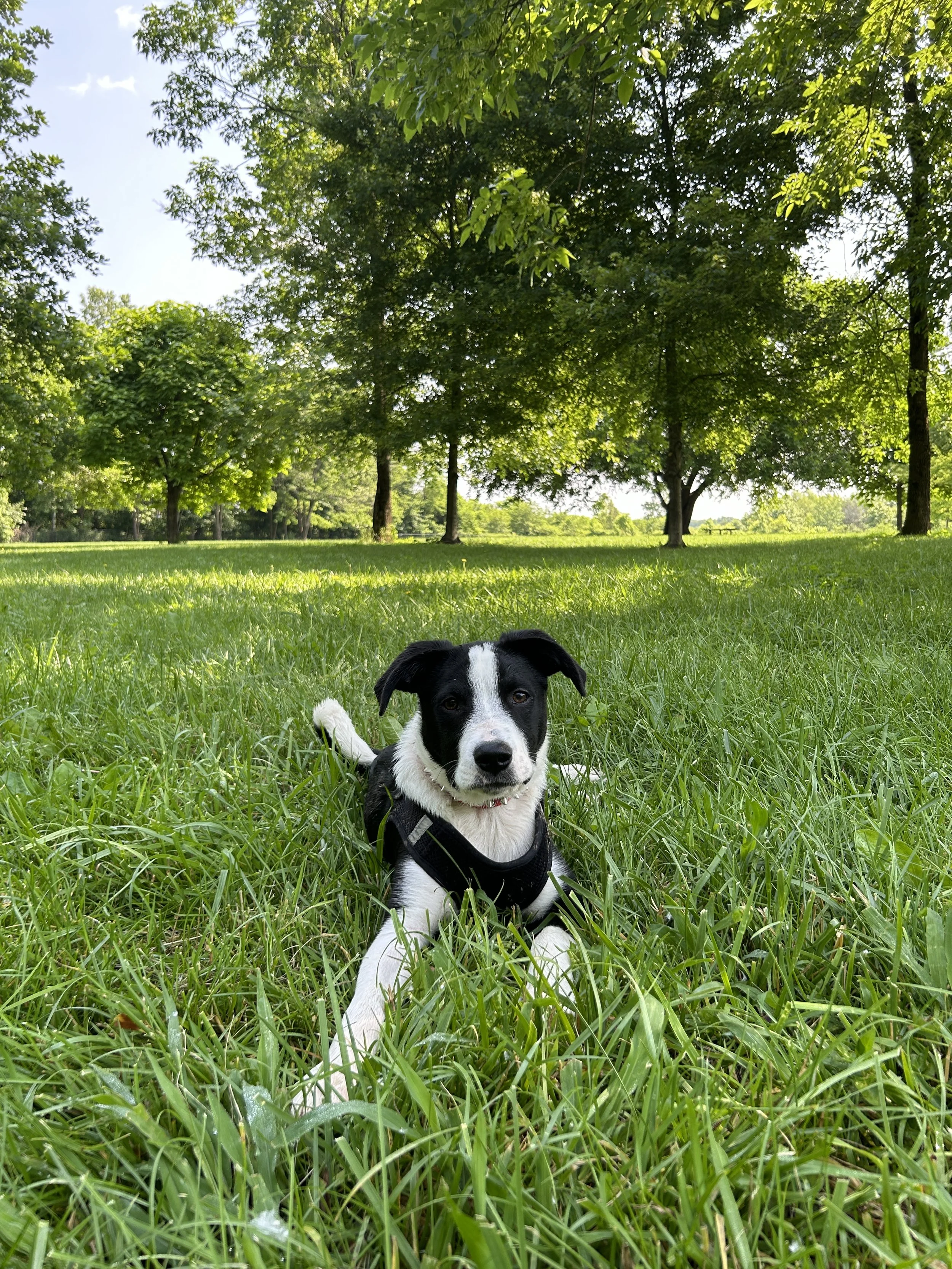 Paws + Practice: An Artists &amp; Dogs Meetup