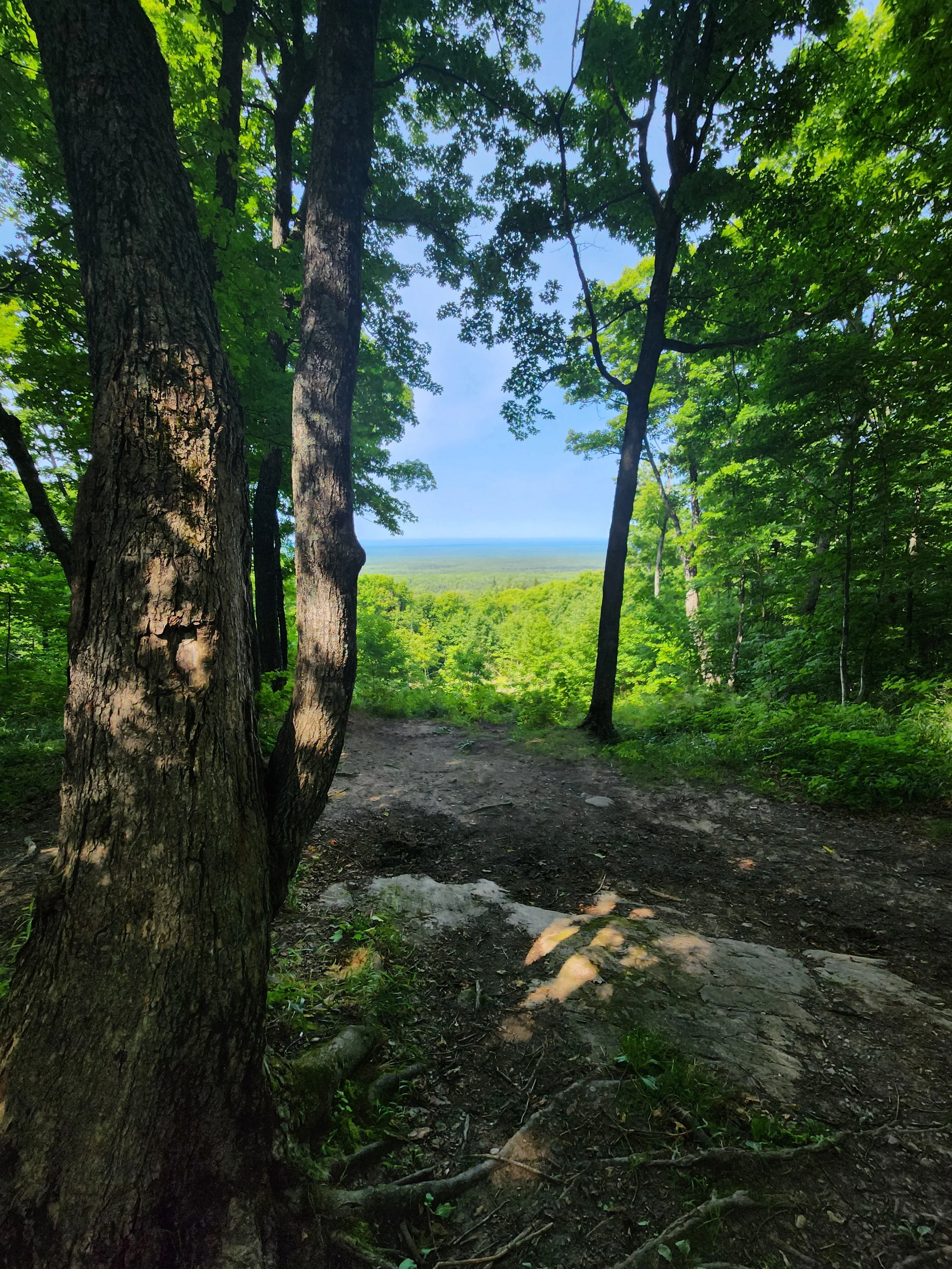Forest trail with sunlight filtering through trees, overlooking distant greenery and clear sky.