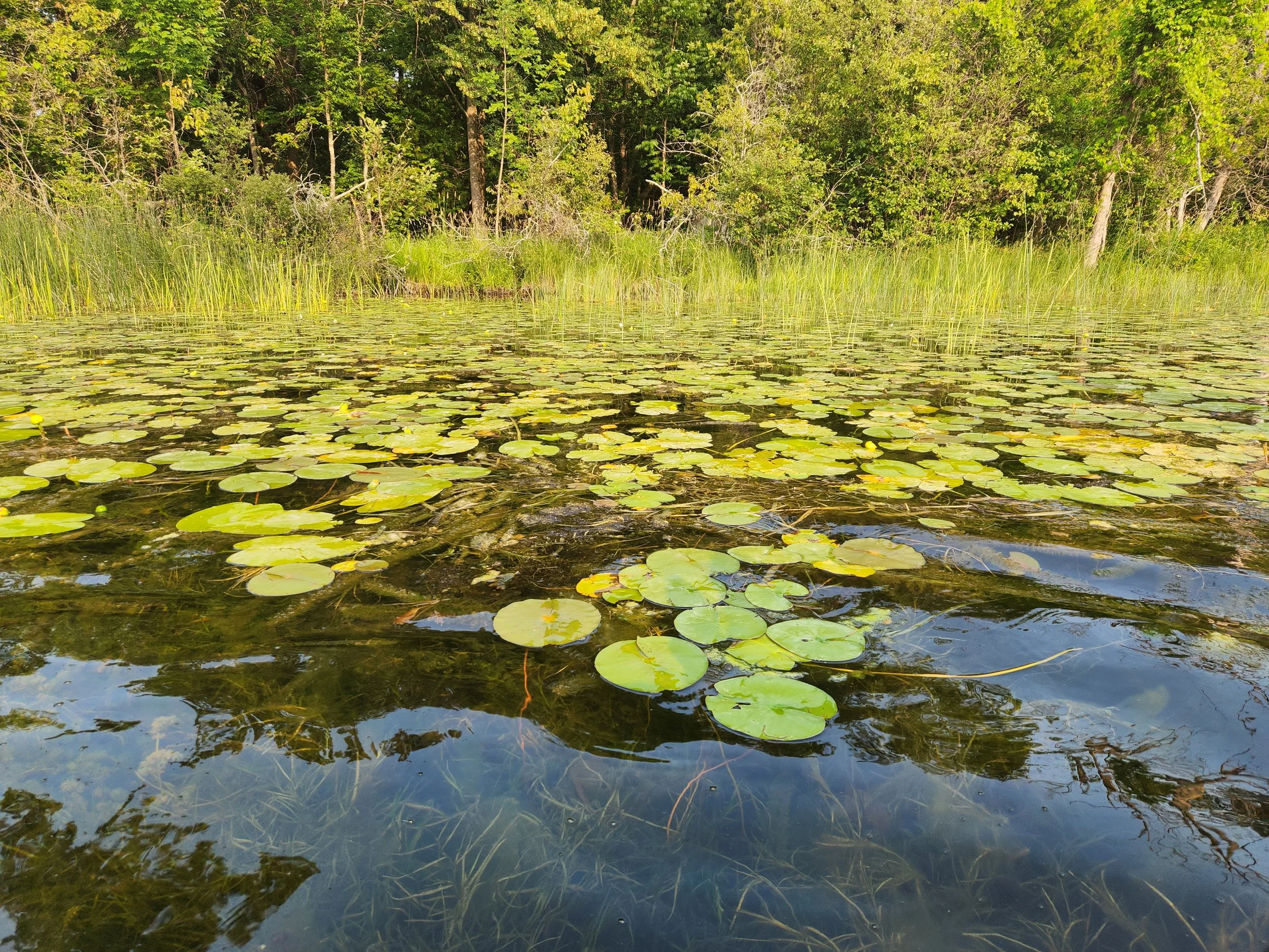 A pond covered with lily pads and surrounded by tall grasses and dense green trees.