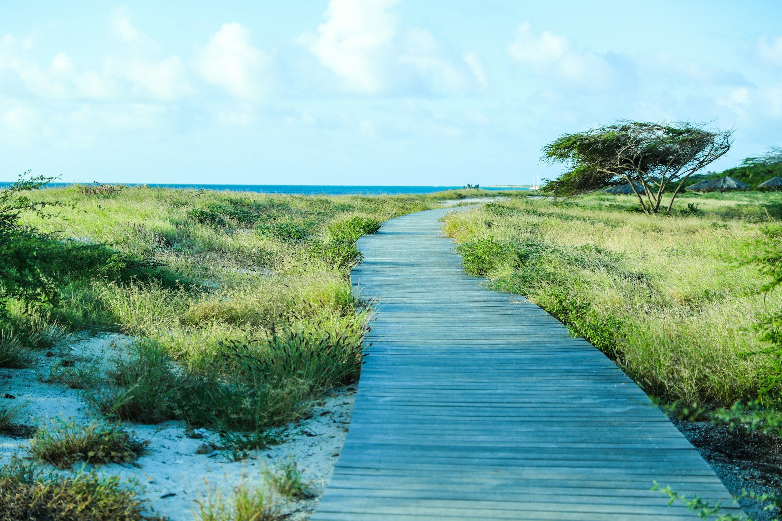 Embarking on a New Journey: Integrative Nutrition Health Coaching