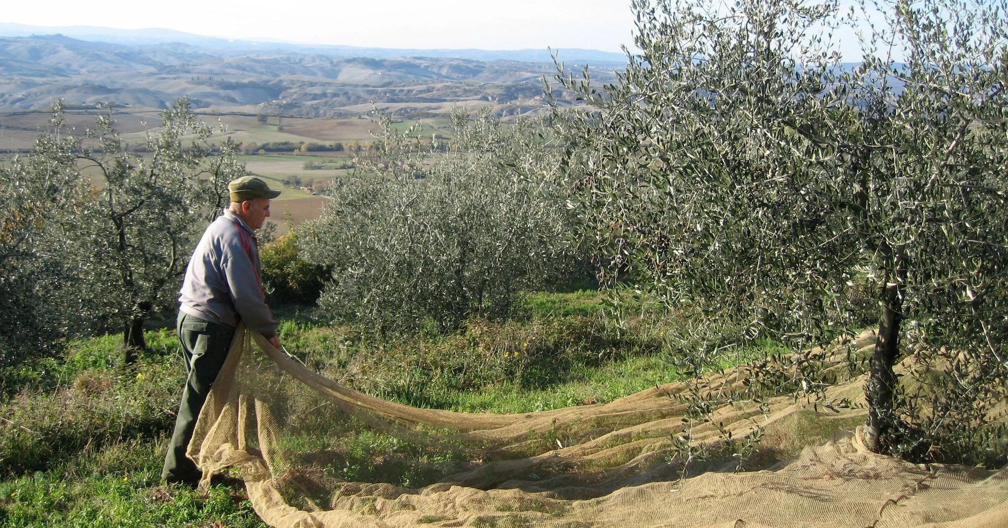 At Buli Limestone, our passion for craftsmanship doesn&rsquo;t stop with wine. Our Extra Virgin Olive Oil is made with the same care. 

Harvested from 750 trees, our olives are picked at their peak and pressed within hours of harvest to preserve thei