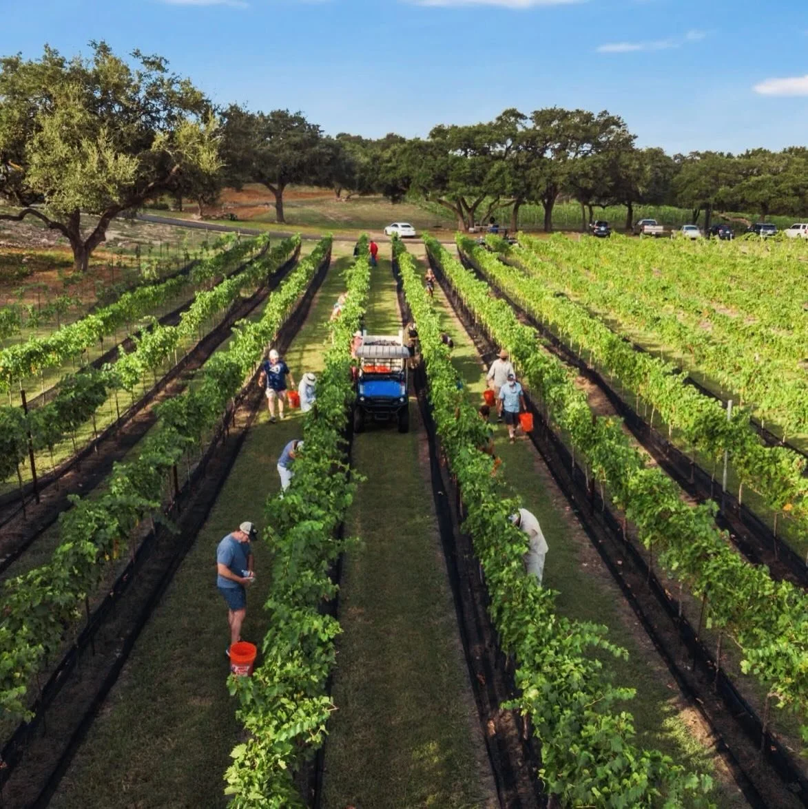 Dreaming of harvest and looking forward to the 2026 vintage. Big things ahead, stay tuned!