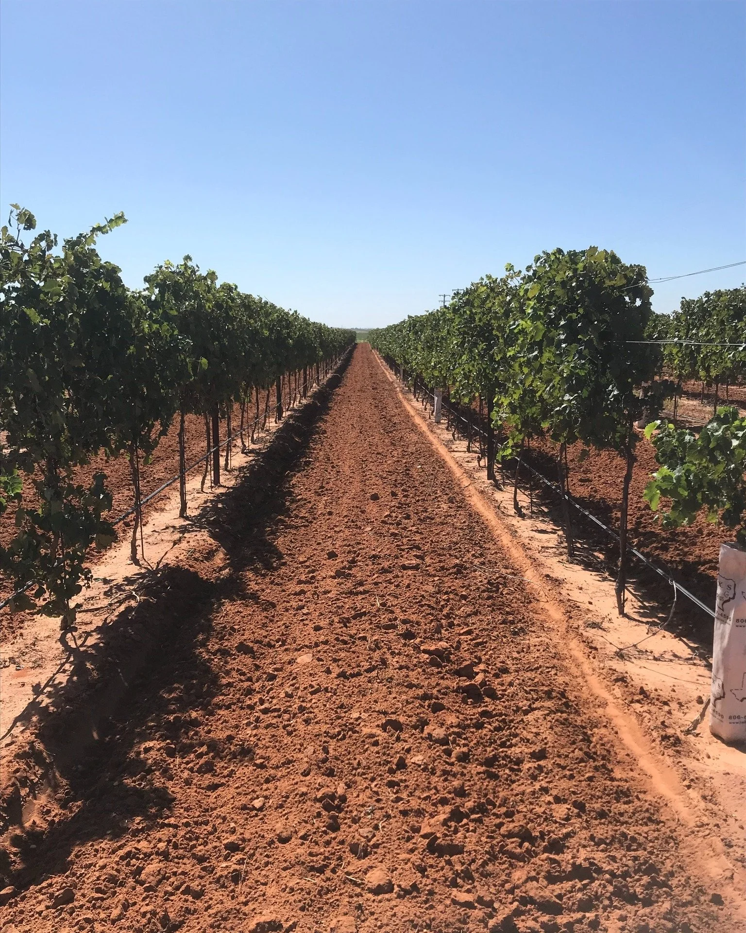 Great wine begins long before it reaches the glass. We&rsquo;re proud to source fruit from standout Texas sites like Pepper Jack Vineyards in the Texas High Plains. This vineyard produces the incredible grapes behind your favorite wines like Dolcetto