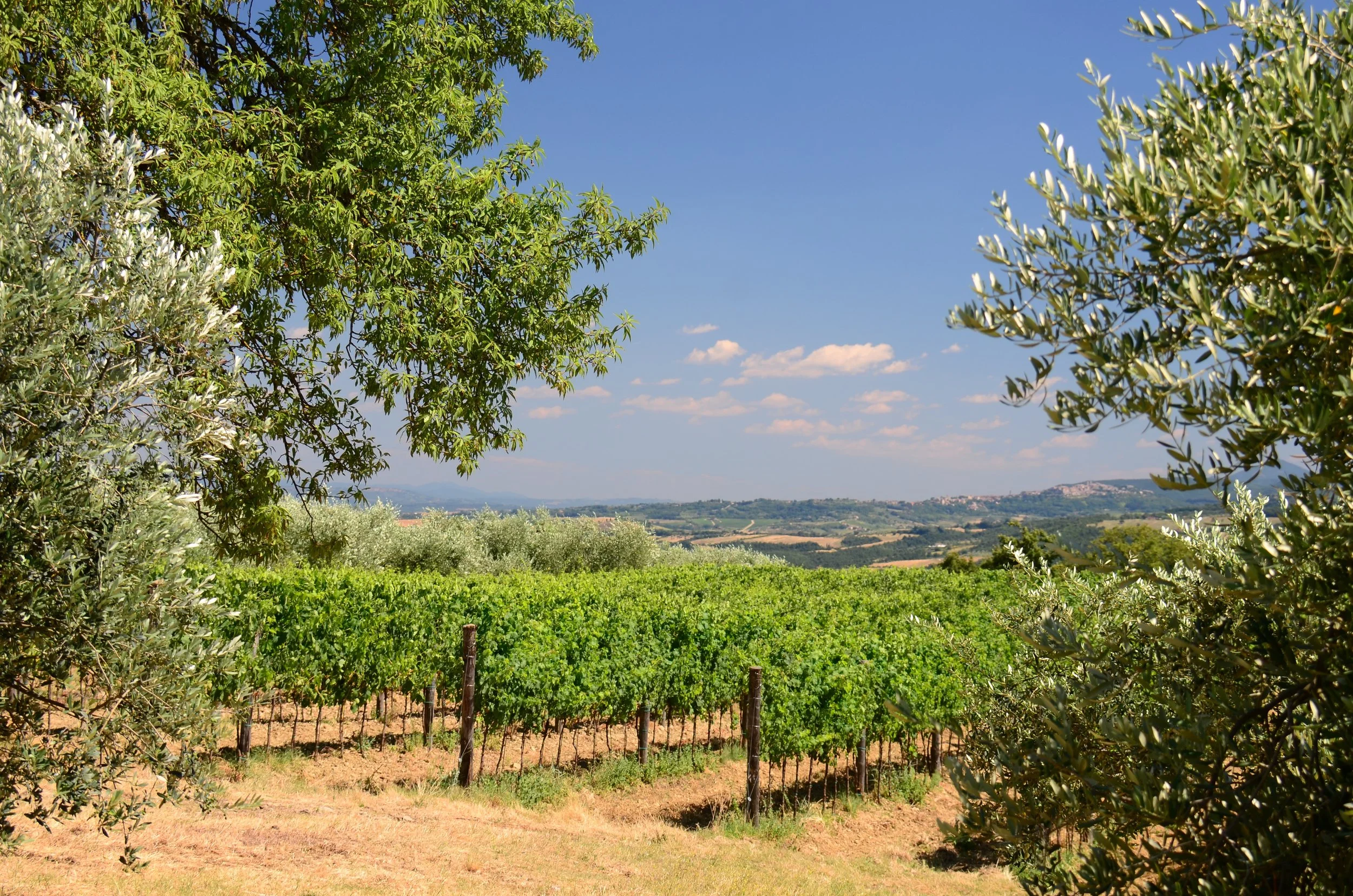 Buli vineyard DSC_2509.jpg