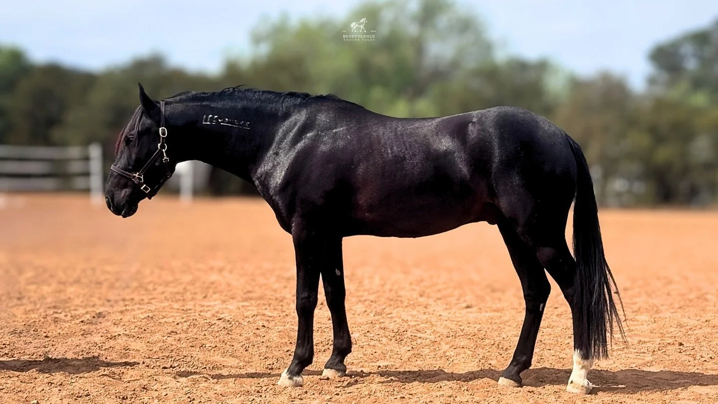 THE HORSE YOU NEED🏆
Meet Raylan, a stunning 5-year-old black Mustang gelding standing at 14 hh. 
Straight from a wild Utah herd, this boy has transformed into the ultimate partner&mdash;kind, willing, and versatile.
✅ Safe &amp; Suitable for All Rid