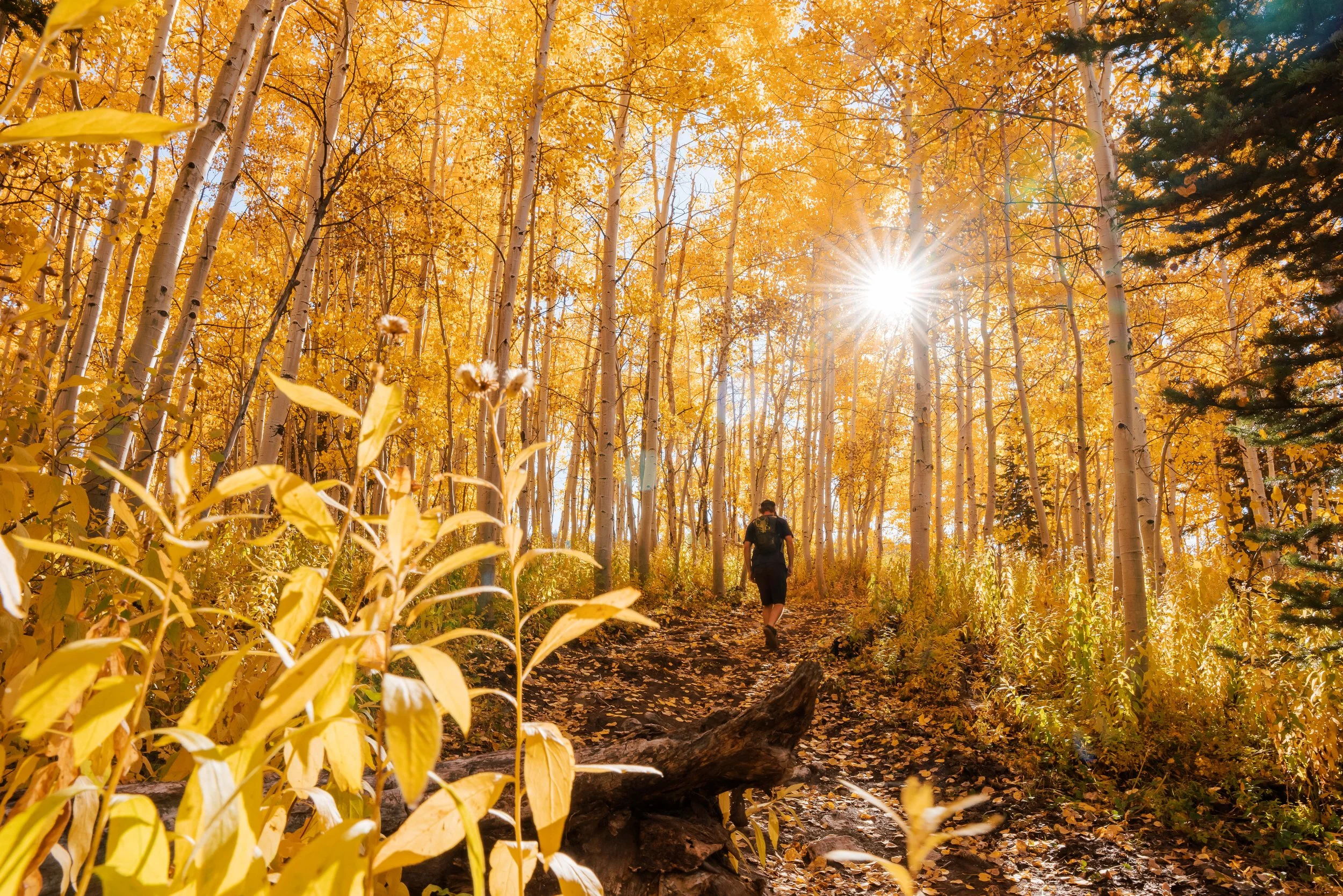 hiker in fall leaves and light