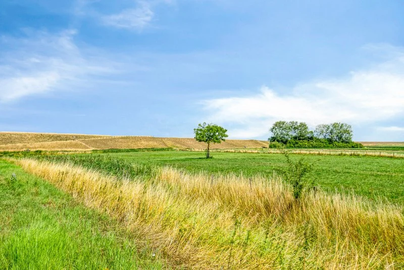 Uitgestrekt landschap met groene velden, een paar bomen, een hek, en een heldere blauwe lucht net achter de Zeedijk van de Westerschelde vanuit het vakantiehuis bij Paal.