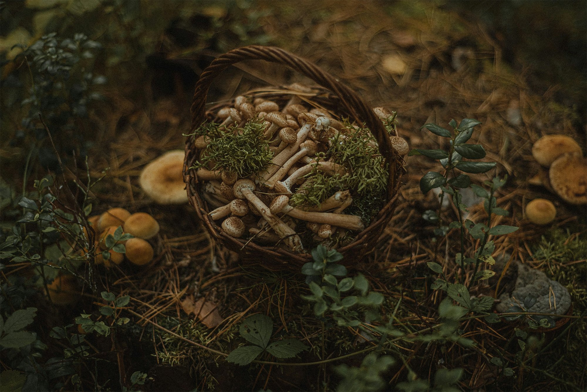 "The Forager Within" Walk, Forage & Lunch