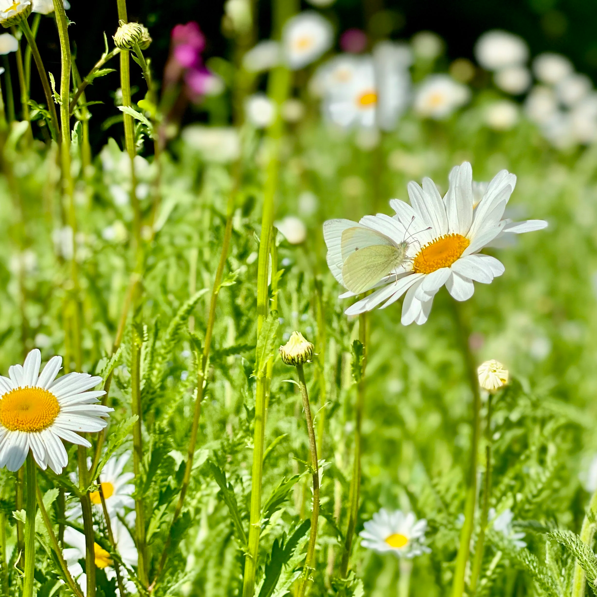 How Our Wildflower Garden Took Root