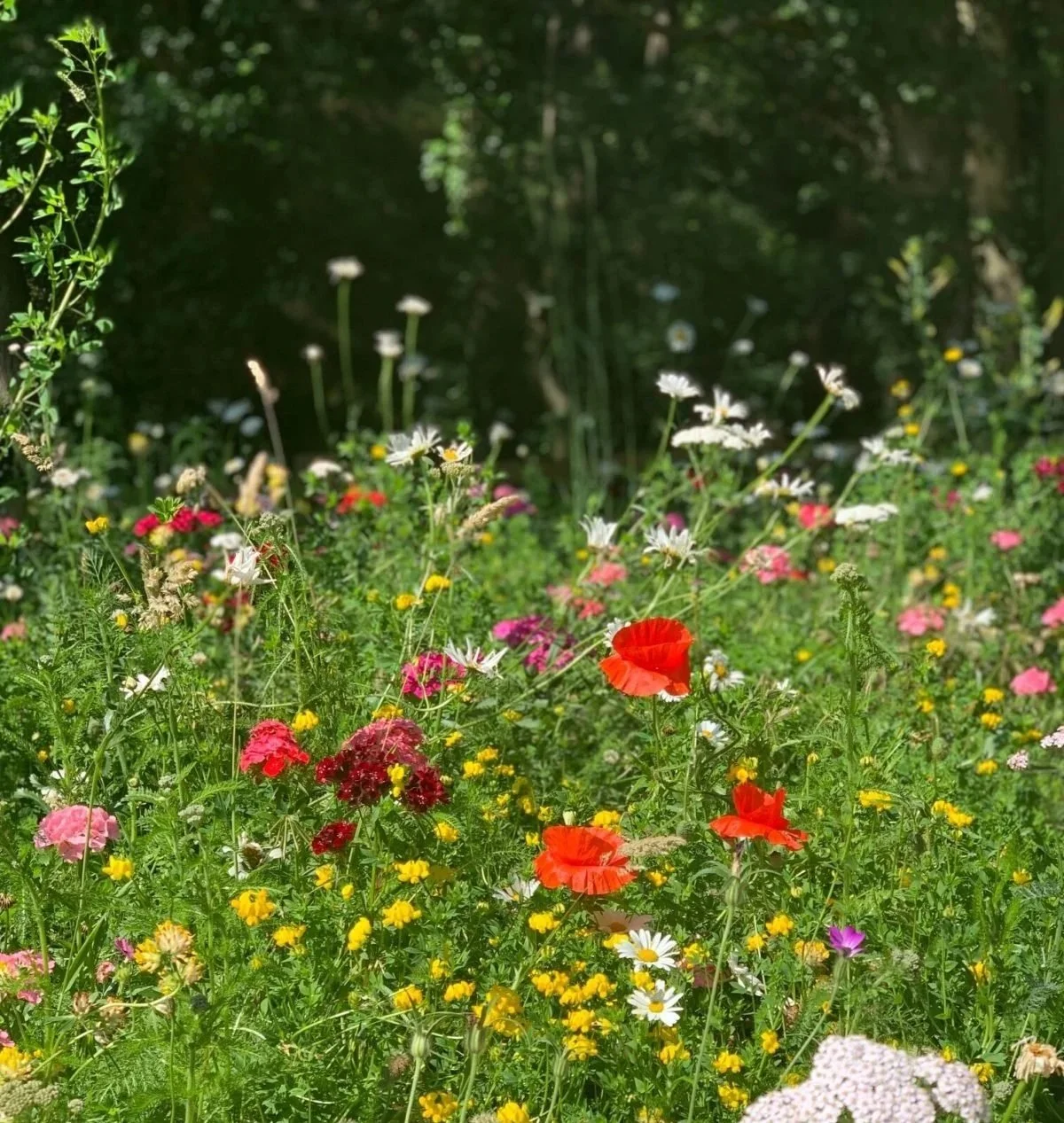 A stunning Wildflower meadow outside of Devour, Holmfirth. Colourful flowers sprouting in all shapes and colours creating a beautiful tapestry of natural growth and proof of wildflower's natural beauty and conservation benefits