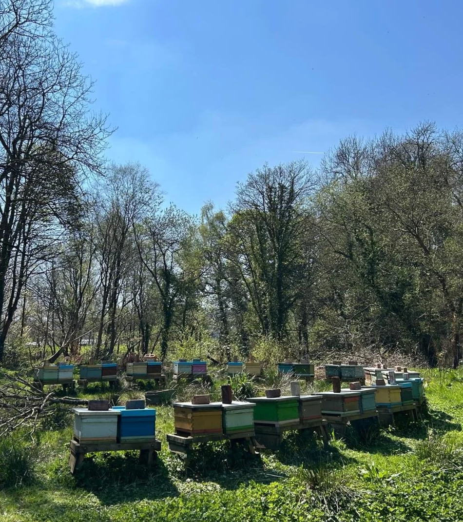 A group of colourful beehives set in a Yorkshire field near Devour, surrounded by trees and nature and blue skies, supporting local bees that produce Devour’s wildflower honey.