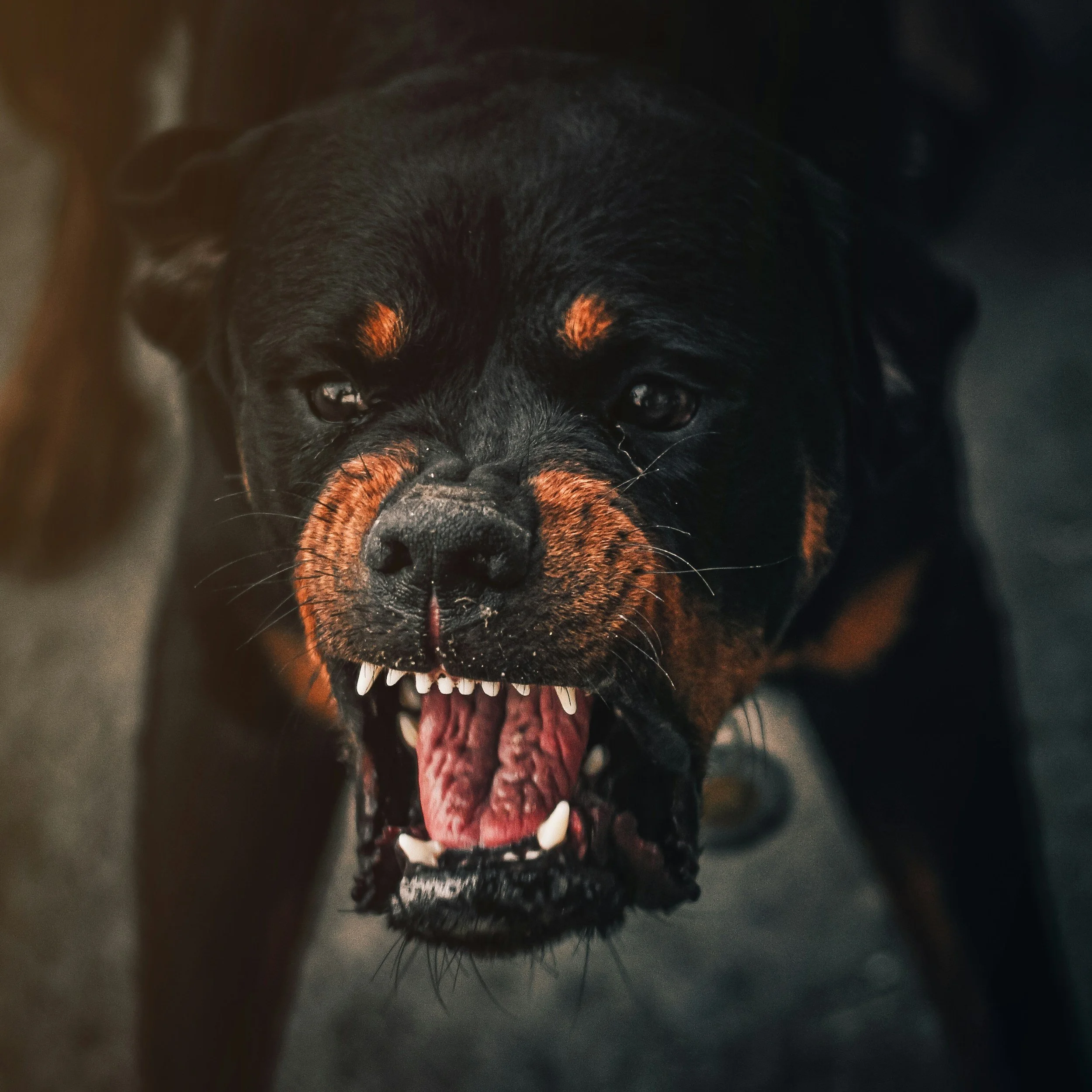 Close-up of a black and tan Rottweiler dog growling, showing sharp teeth and fierce expression.