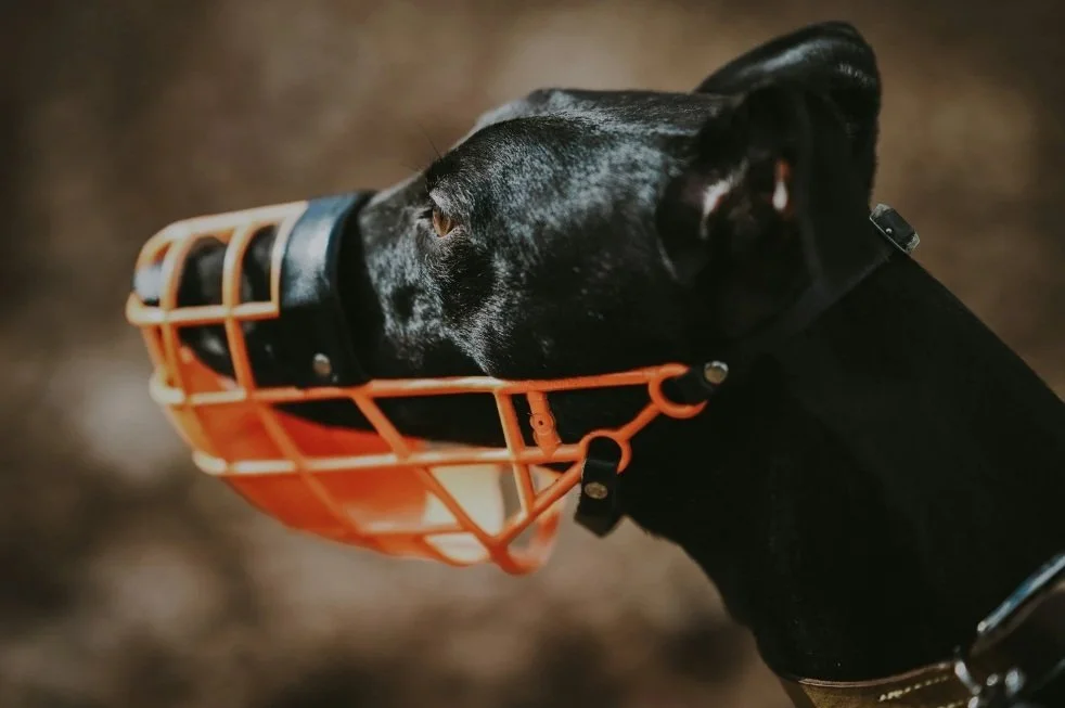 Bring Back the Muzzle