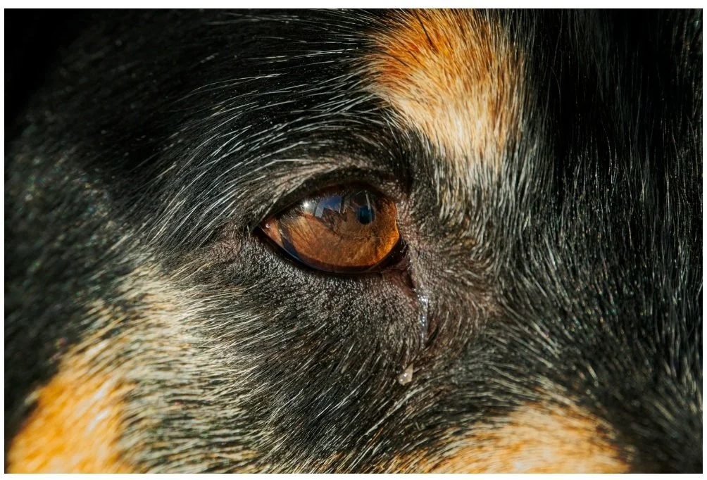 A Dog’s Eyes