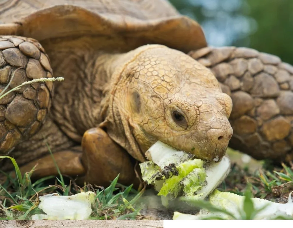 Aesop’s Fables - pt.1