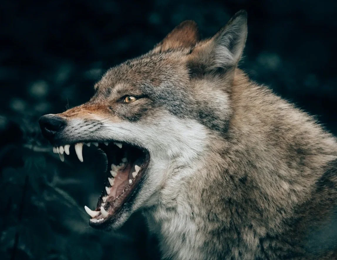 Aesop’s Fables pt. 2