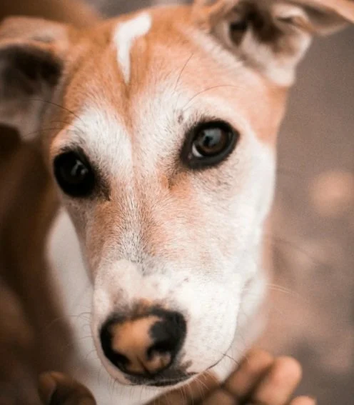 Welcome to the Terrible Twos…