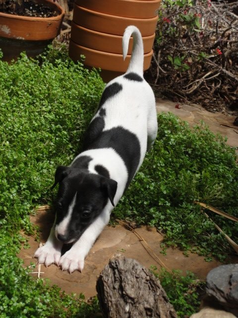 Puppy Training, Loveland CO