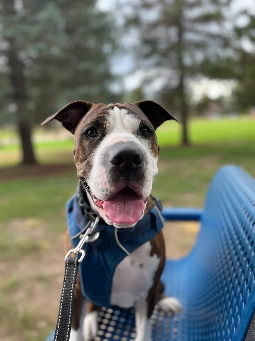 A happy, smiling dog with a white and brown face, sitting on a blue park bench in a park with trees in the background.