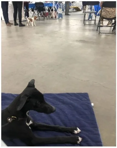 puppy training