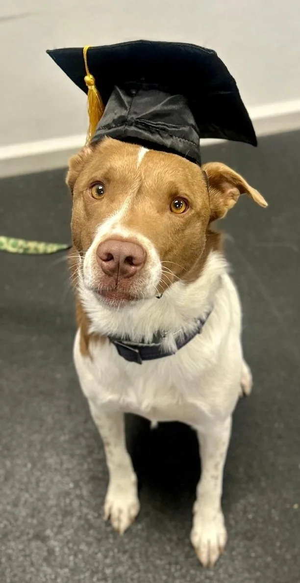 dog school graduation