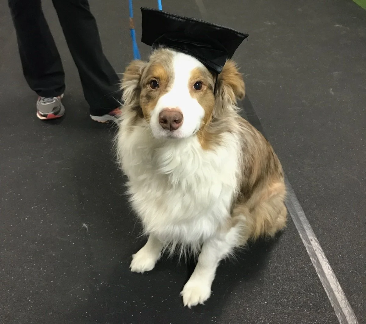 A dog with a graduation cap sitting on a dark floor, looking at the camera.