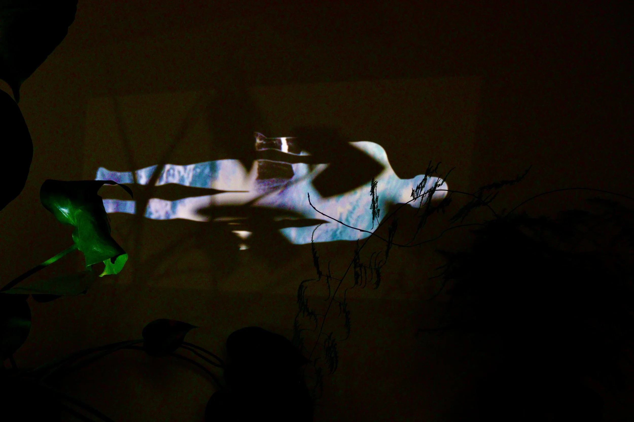 projection mapping Petra Dominova art